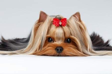 closeup portrait of yorkshire terrier dog lying on white background