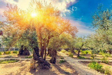 Gethsemane Olivenhain, Garten am Fuße des Ölberg, Jerusalem, Israel.