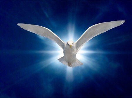 Taube auf bleuen Hintergrund - Heiliger Geist